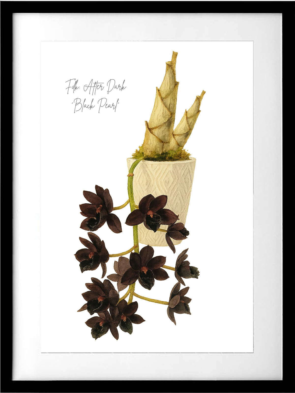 Fdk. After Dark  ‘Black Pearl’