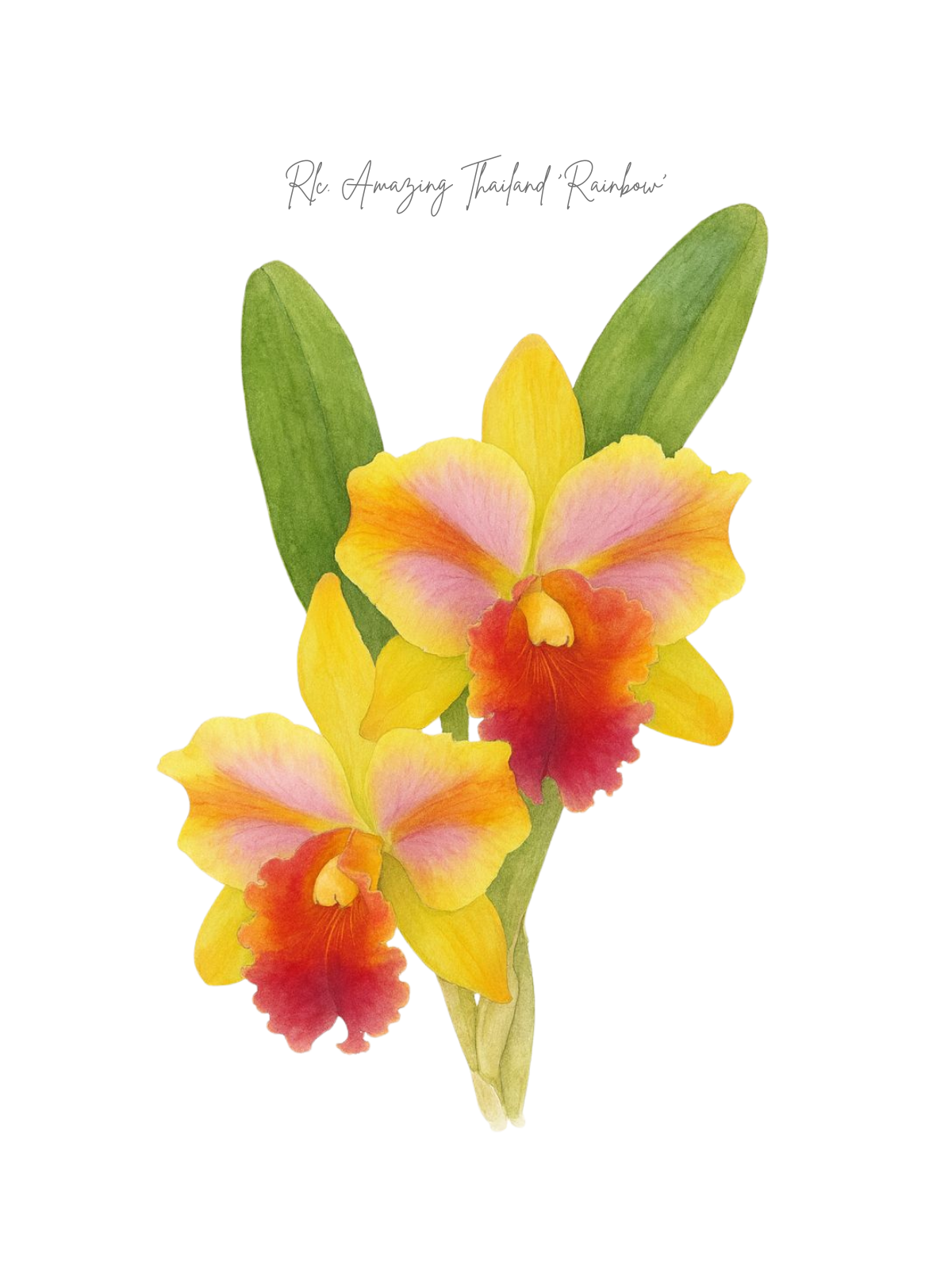Rlc. Amazing Thailand 'Rainbow'