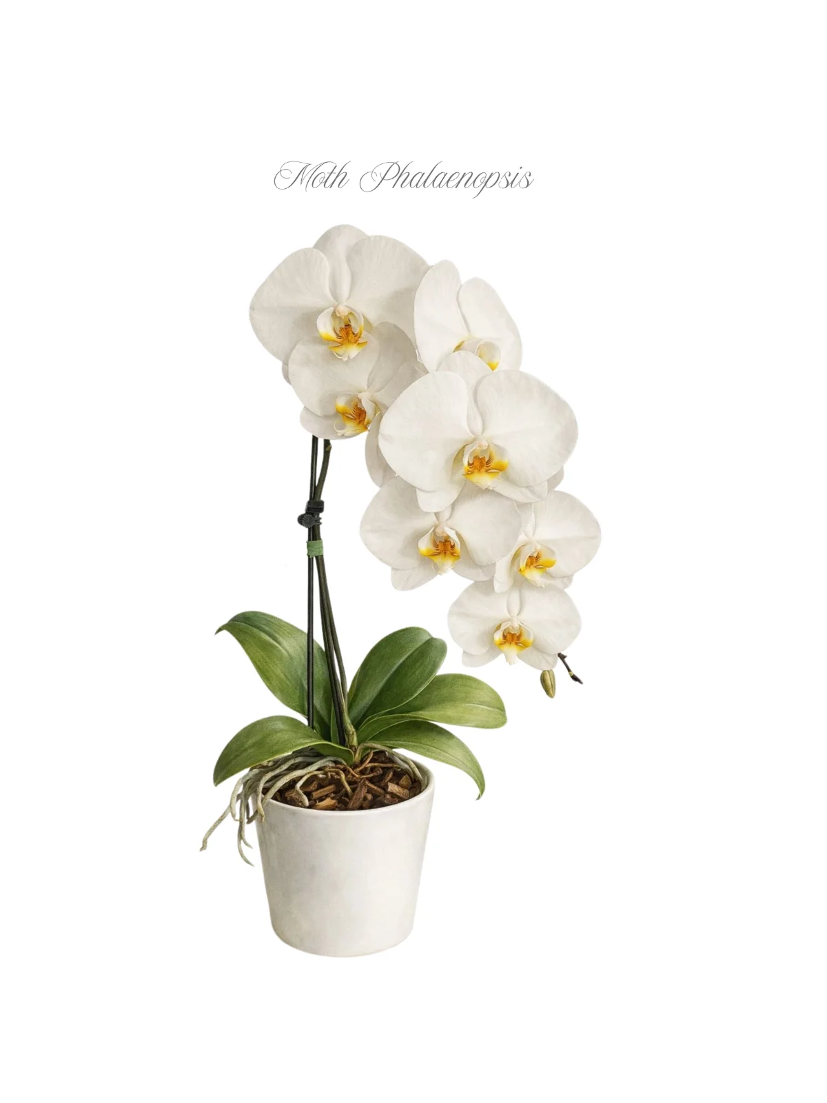 Moth Phalaenopsis.webp