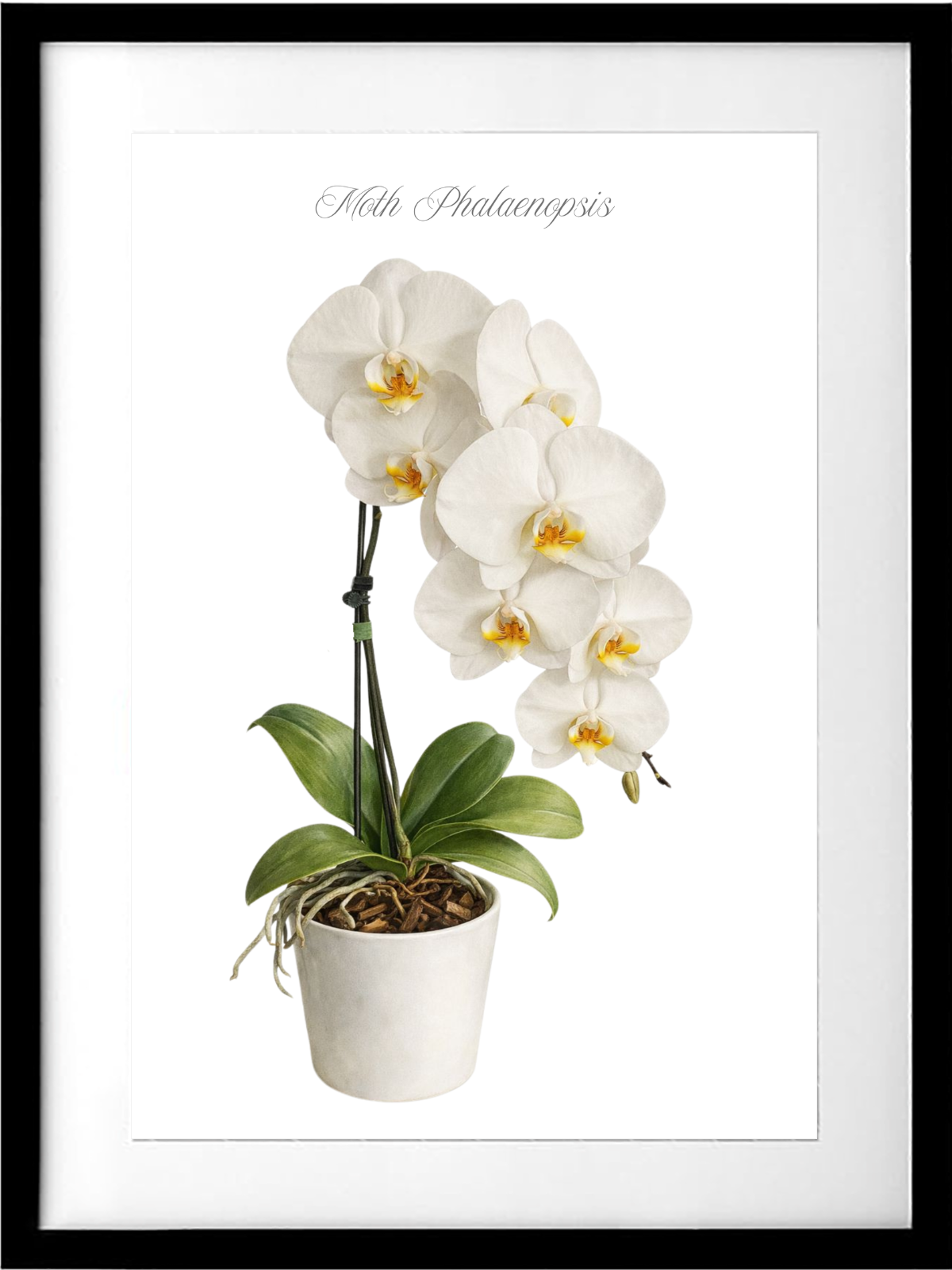 Moth Phalaenopsis