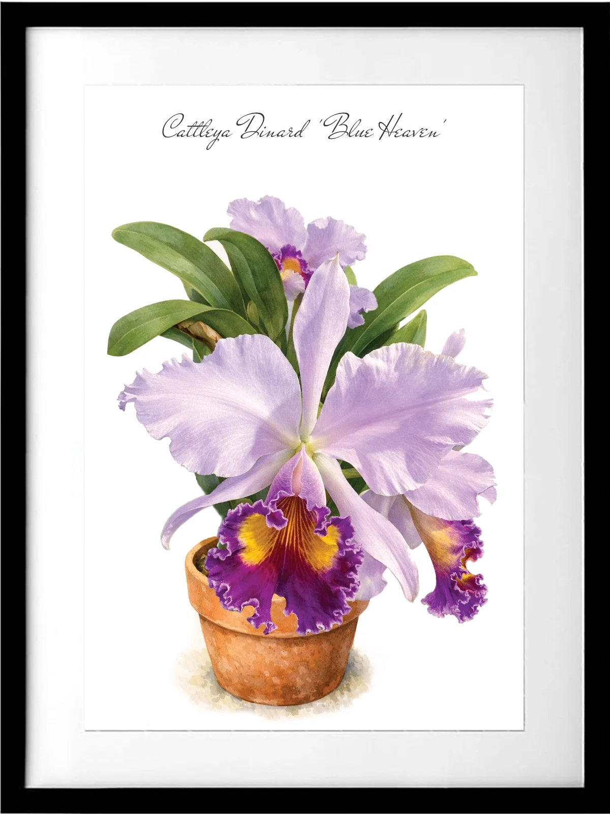 Cattleya Dinard 'Blue Heaven' Print - Preorder