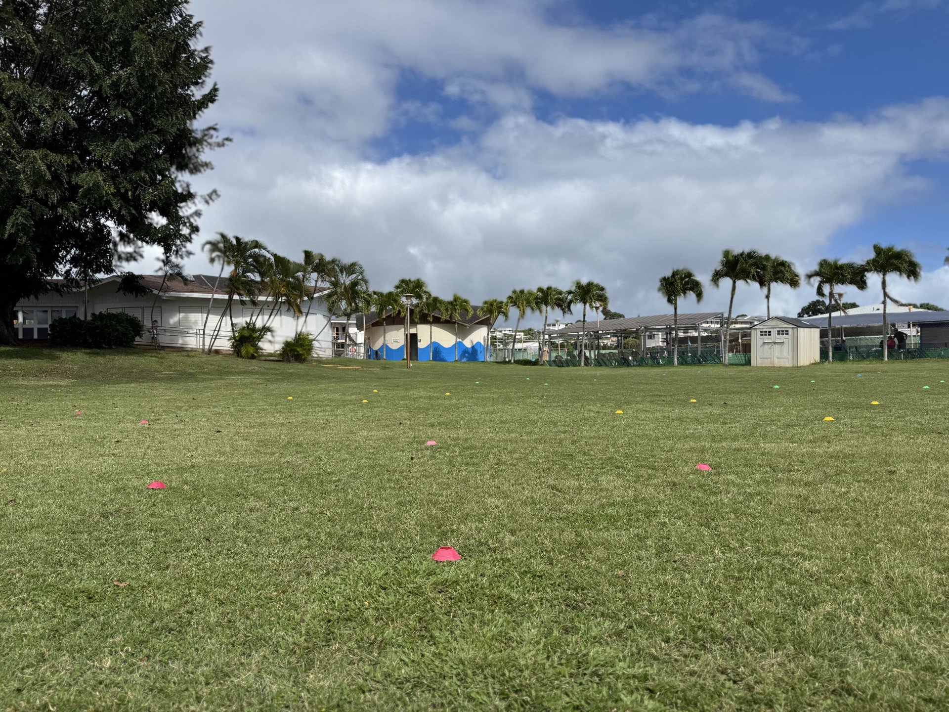 Open grassy field with small colored cones, surrounded by palm trees and residential buildings, under partly cloudy sky.