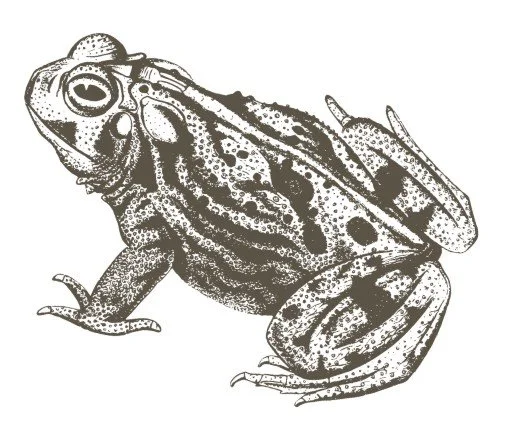 Tegning af en tudse, der bor ved urtespiralens vandbassin.