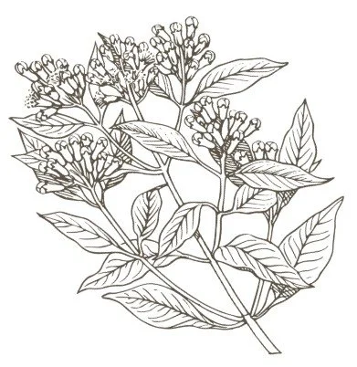 En tegning af en mynte