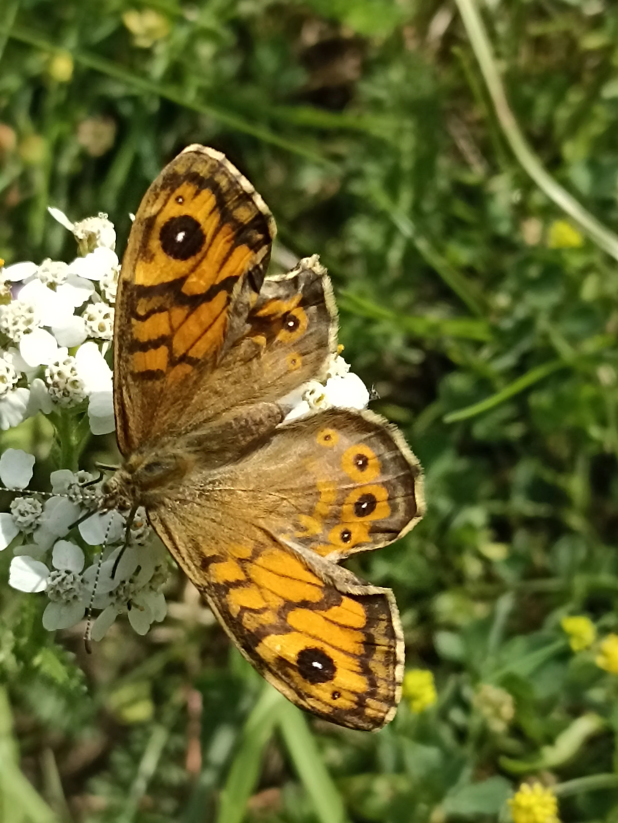 En lille sommerfugl har fundet vej til urtespiralen.
