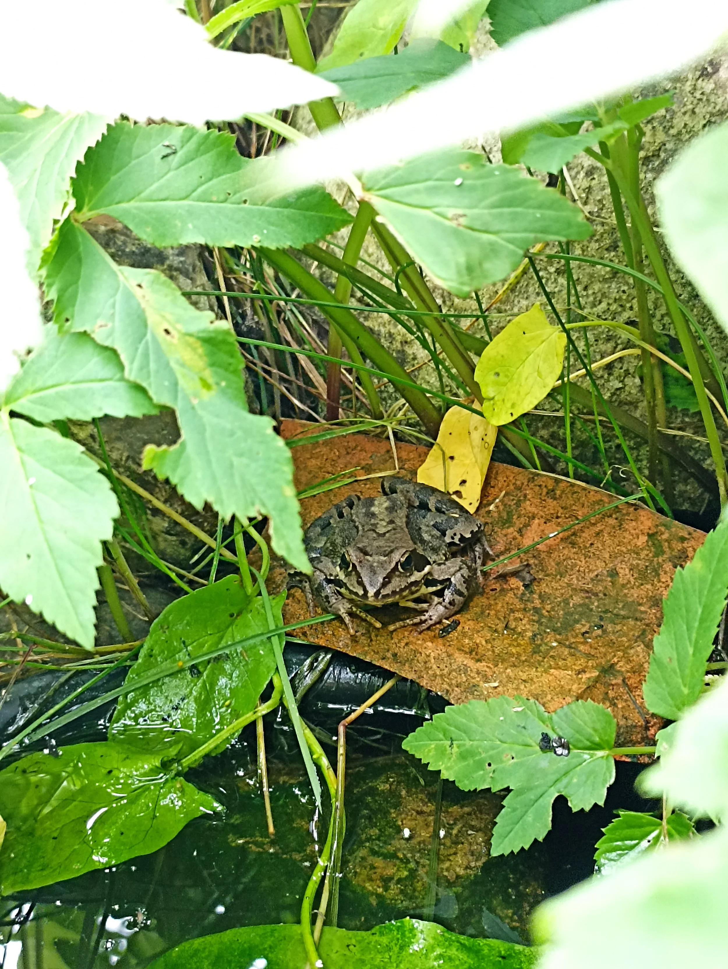 En frø har fundet vej til urtespiralen, hvor den sidder ved vandbassinet.