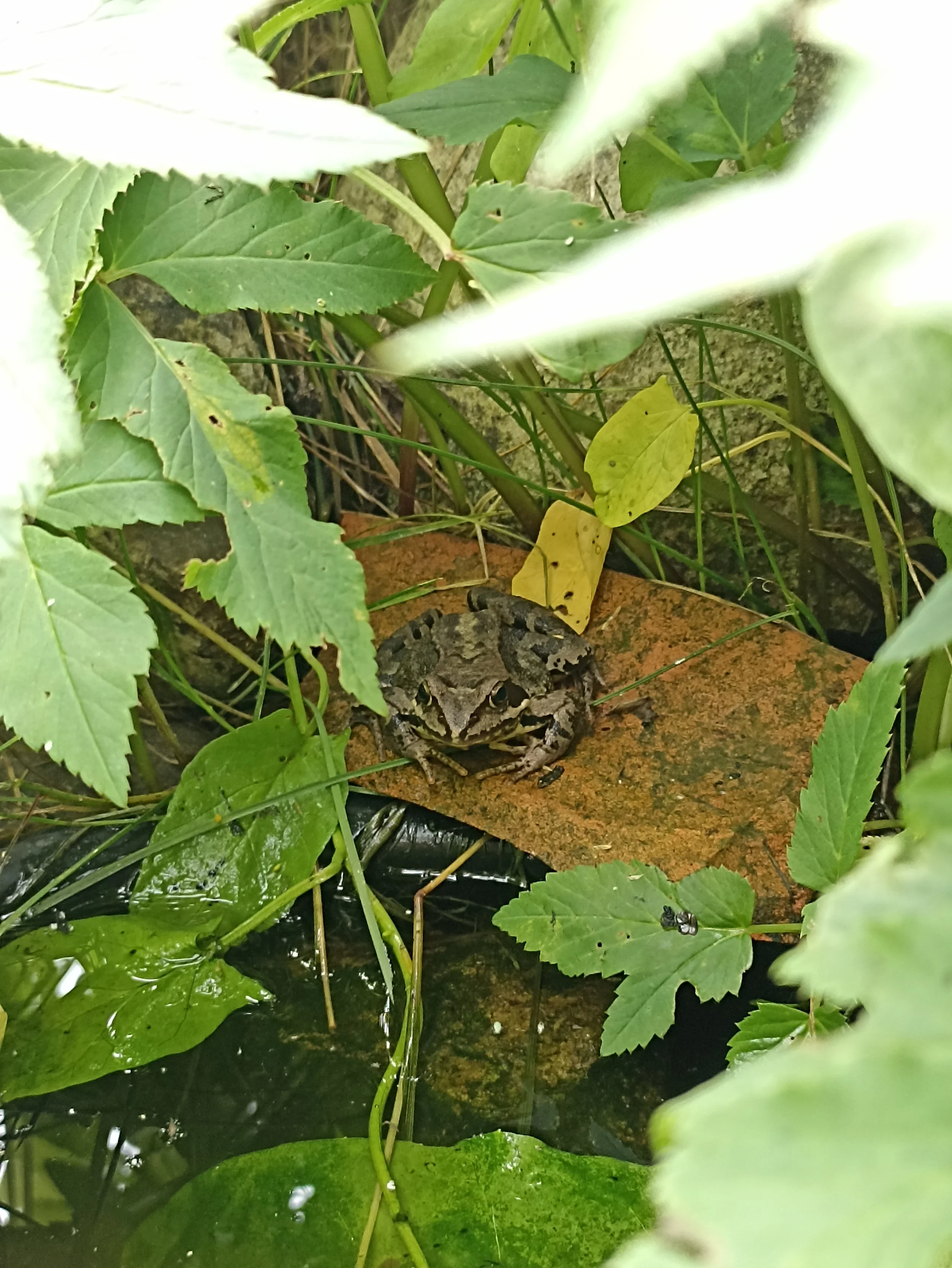 En frø har fundet vej til urtespiralens vandbassin.