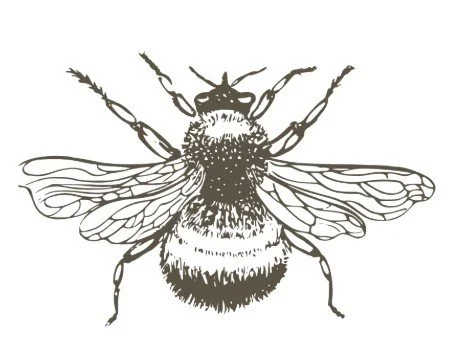 En tegning af en jordbi, de rogså nyder godt af urtespiralens varme sten og jord.