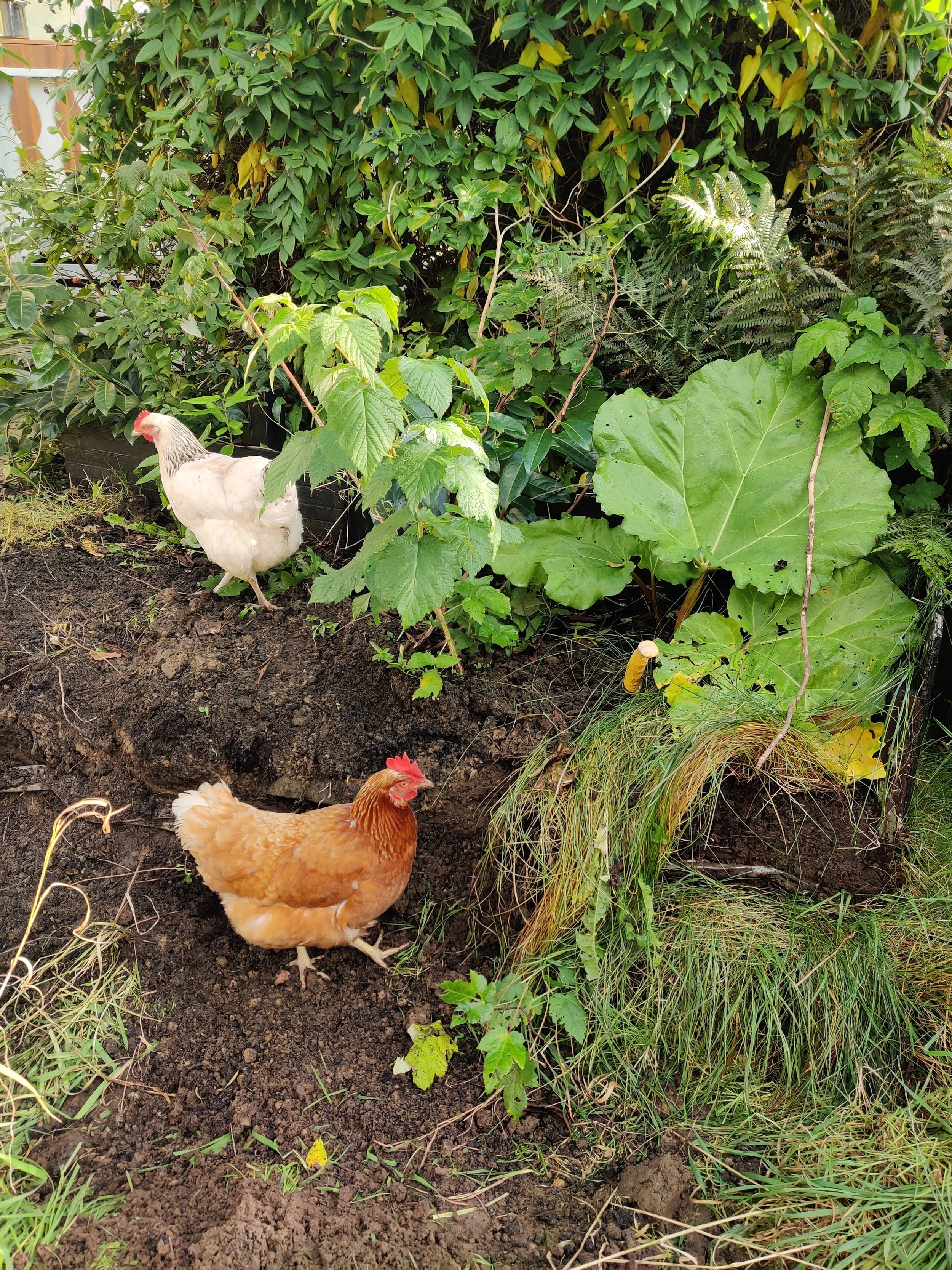 Høns går rundt og roder i skovhavens jord, hvor de finder orme og insekter. 