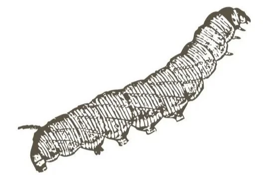 Tegning af en sommerfugle larve, der bor vores urtespiral