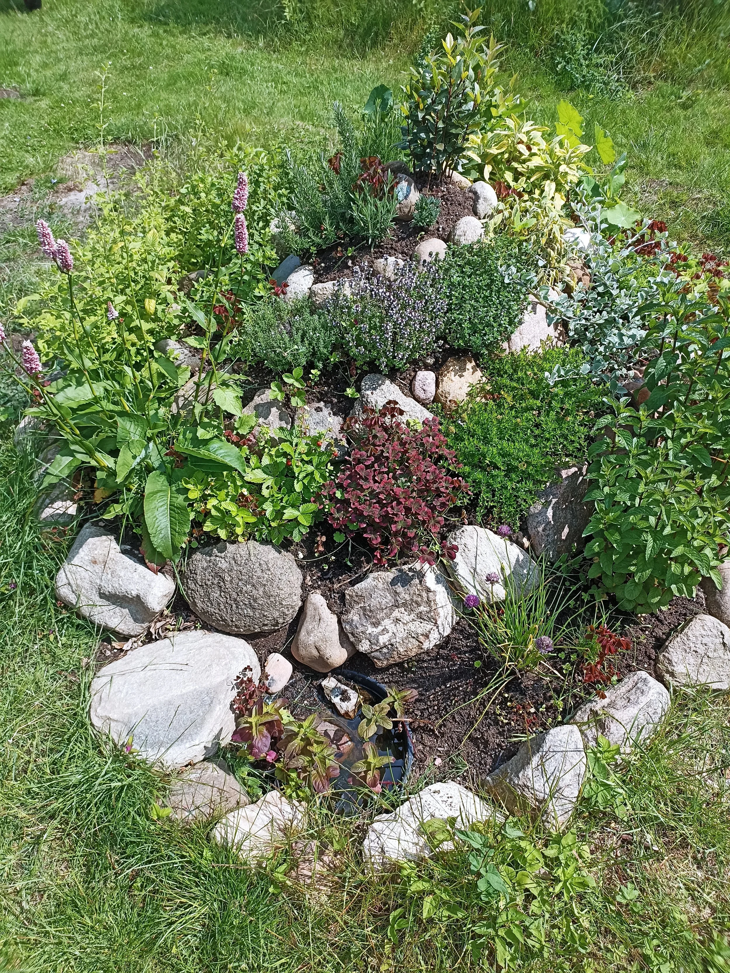 En lille urtespiral, hvor krydderurterne står i blomst.