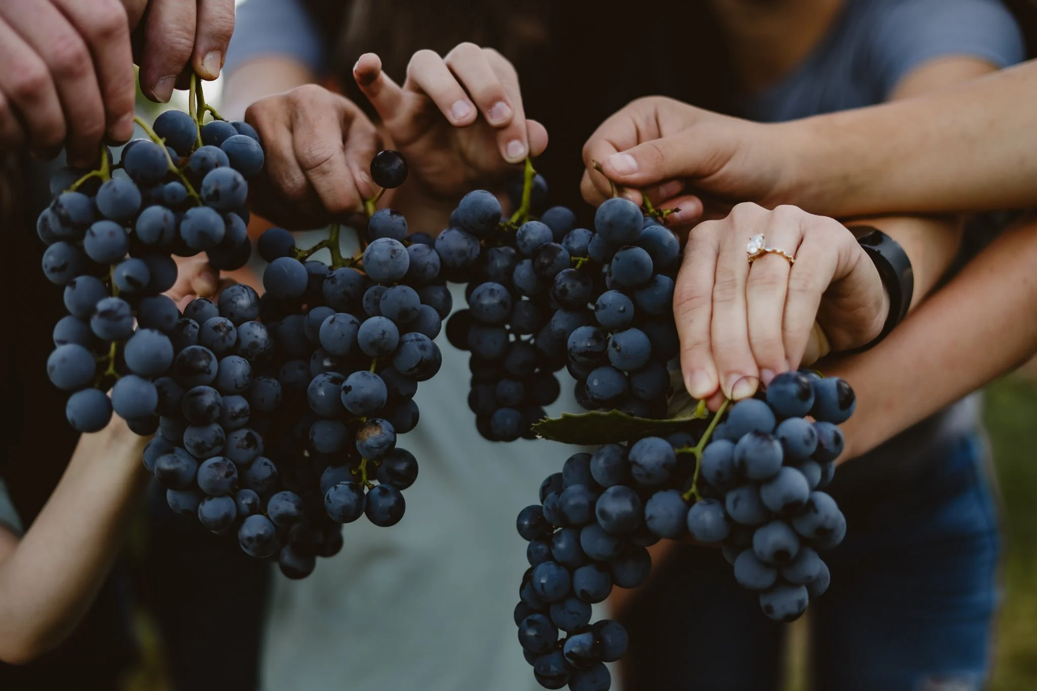 Multiple people holding and examining bunches of dark purple grapes. Brocton, NY