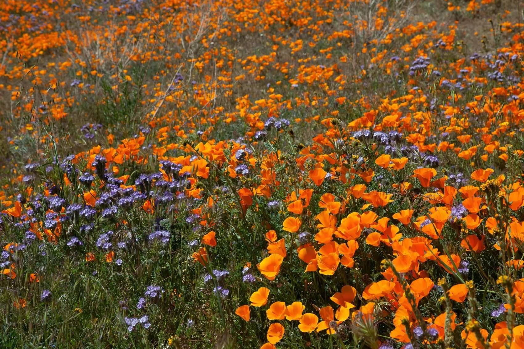A field of orange poppies mixed with purple wildflowers under bright sunlight.