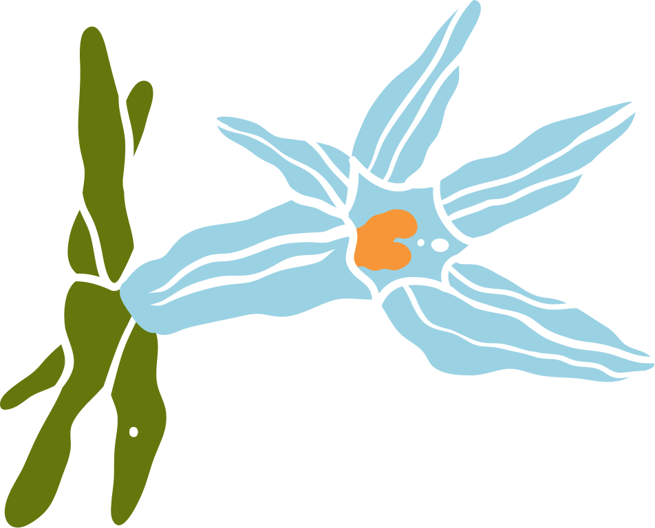 Illustration of a blue flower with orange center and dark outline, attached to a green stem with leaves, on a black background.