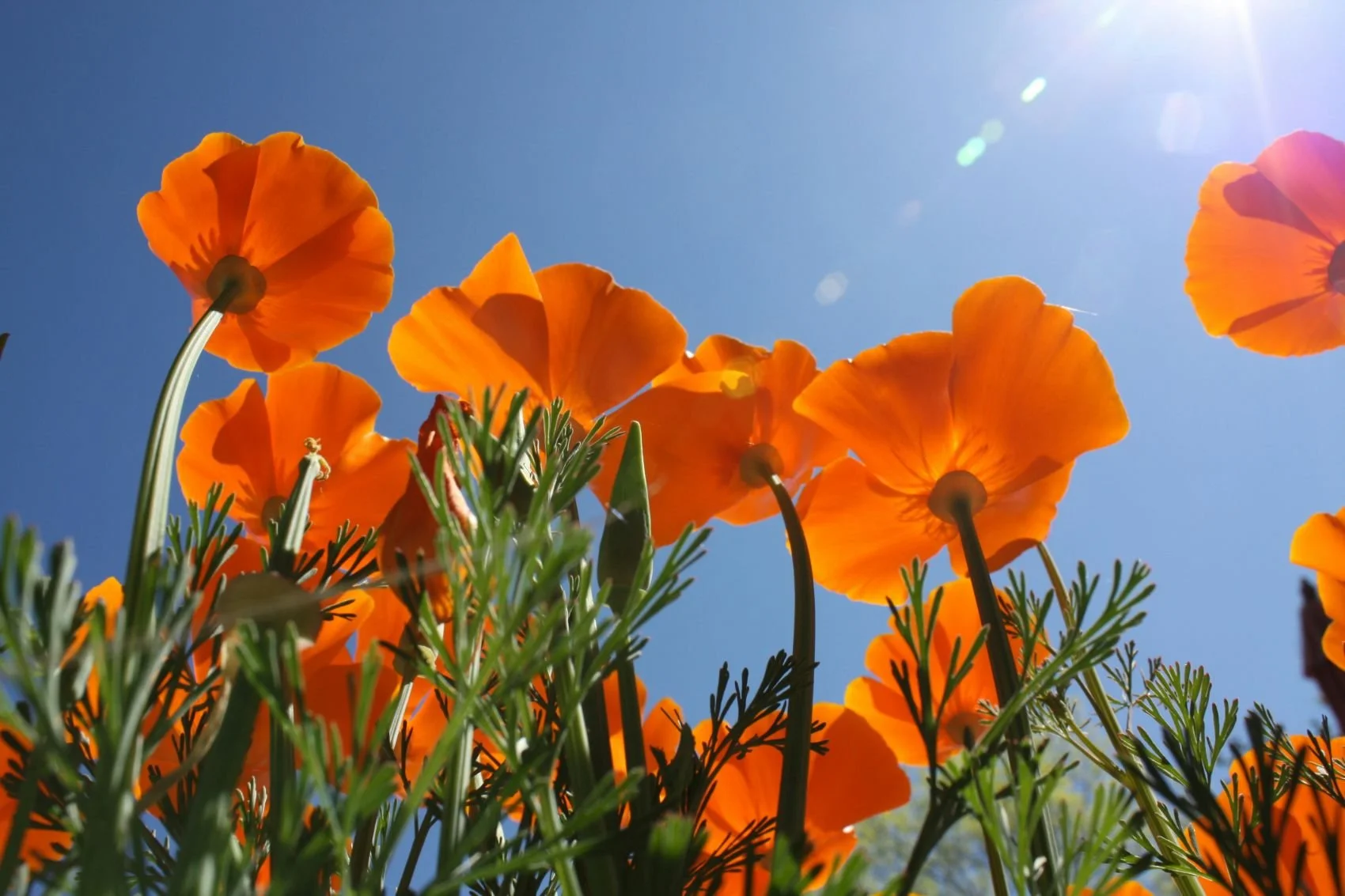 Orange poppies viewed from below against a bright blue sky with sunlight, and green foliage at the bottom.