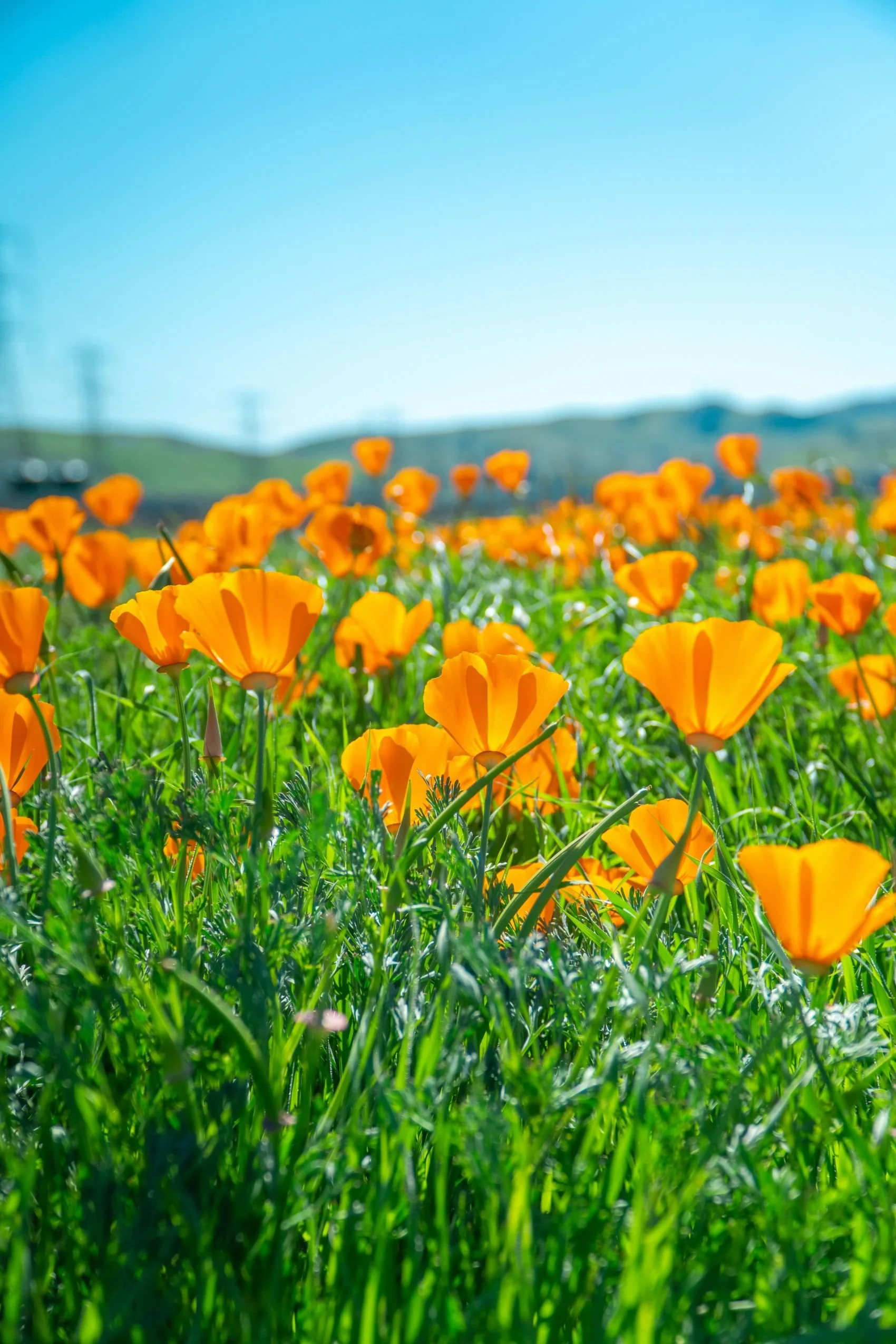 A field of vibrant orange poppies under a clear blue sky with distant hills in the background.