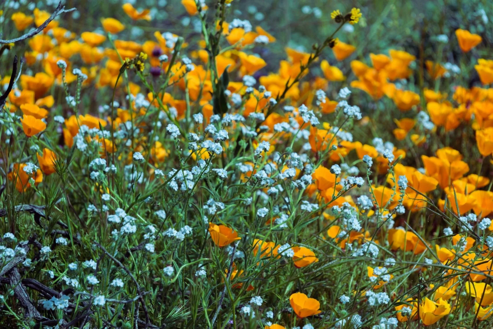 A close-up of wildflowers, featuring orange poppies and small white flowers, in a natural setting.