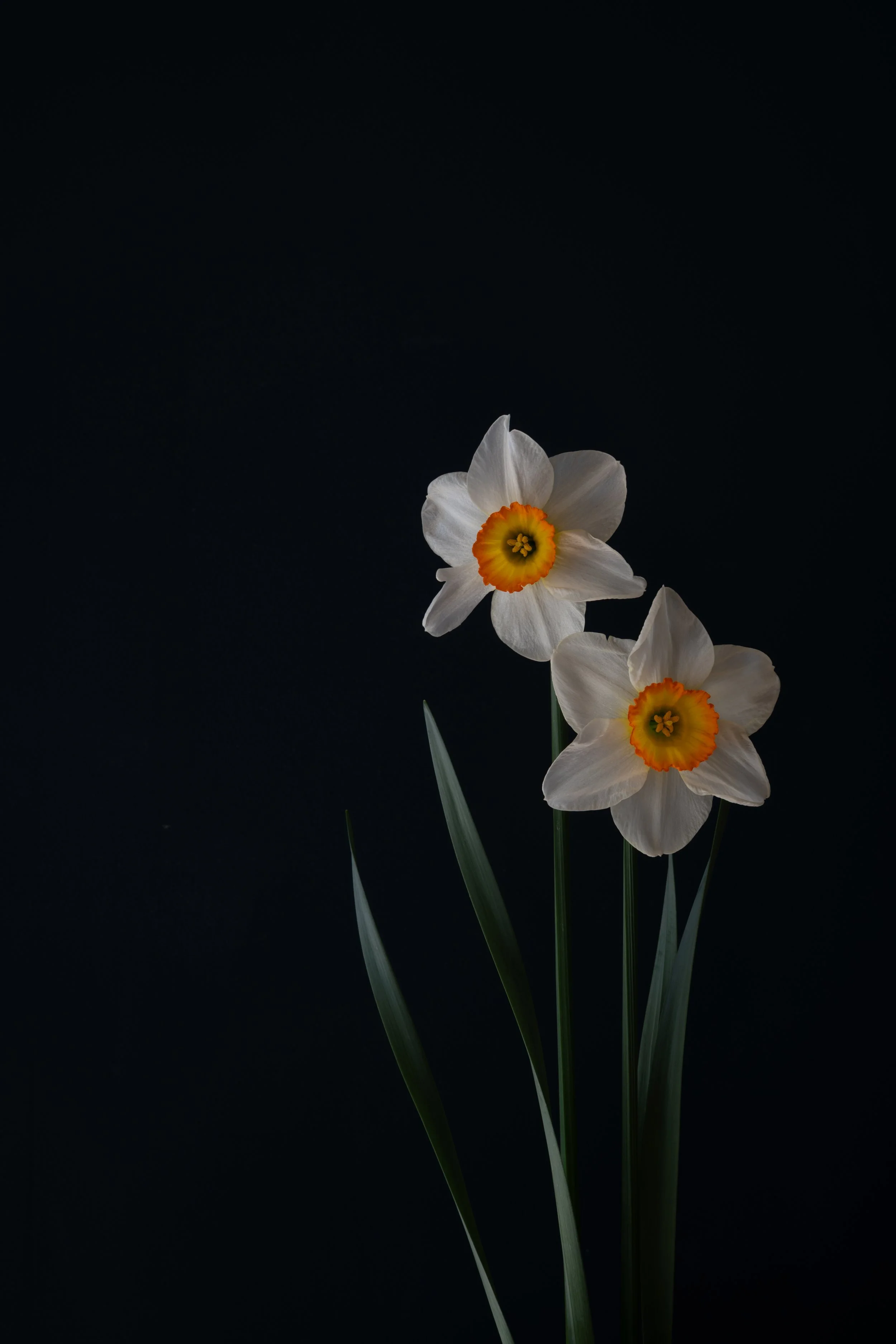 April Daffodils