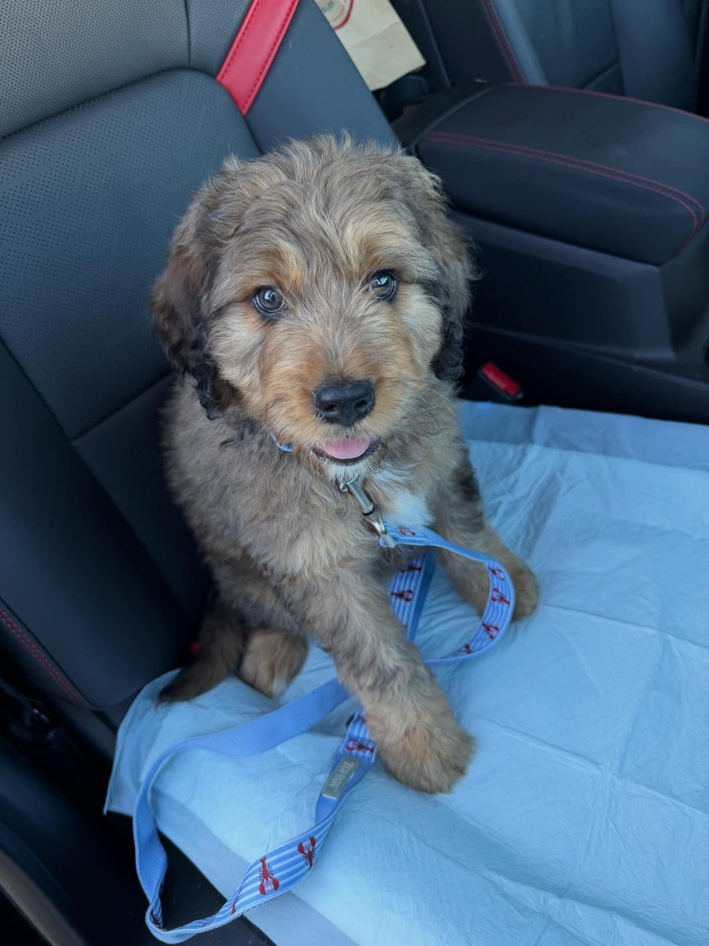 ✨ Meet Louie ✨

This weekend, Heartshine got a very special new team member &mdash; Louie 🐾

Louie will be our therapy dog in training, and he&rsquo;s already bringing so much calm, joy, and heart into this space.

At Heartshine, we believe healing 