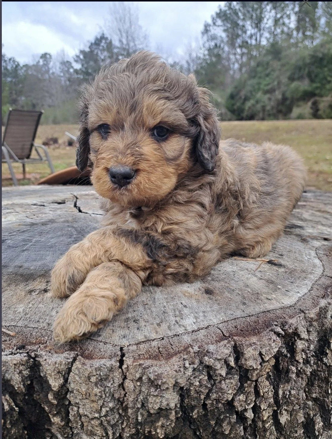 A cute, fluffy brown puppy with dark eyes and a black nose, lying on a tree stump outdoors in a natural setting.