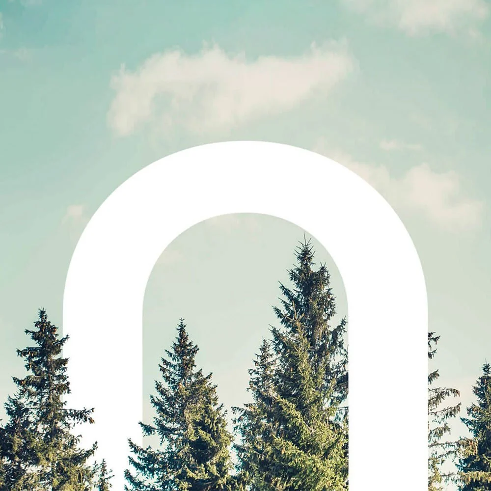 Skov med høje grantræer under en blå himmel med spredte skyer