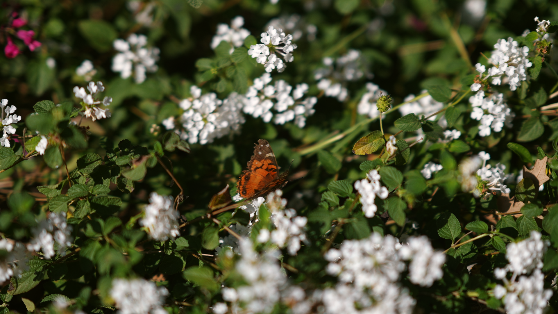 The Taylor's Wedding 2026 Photos_2.17.1.png