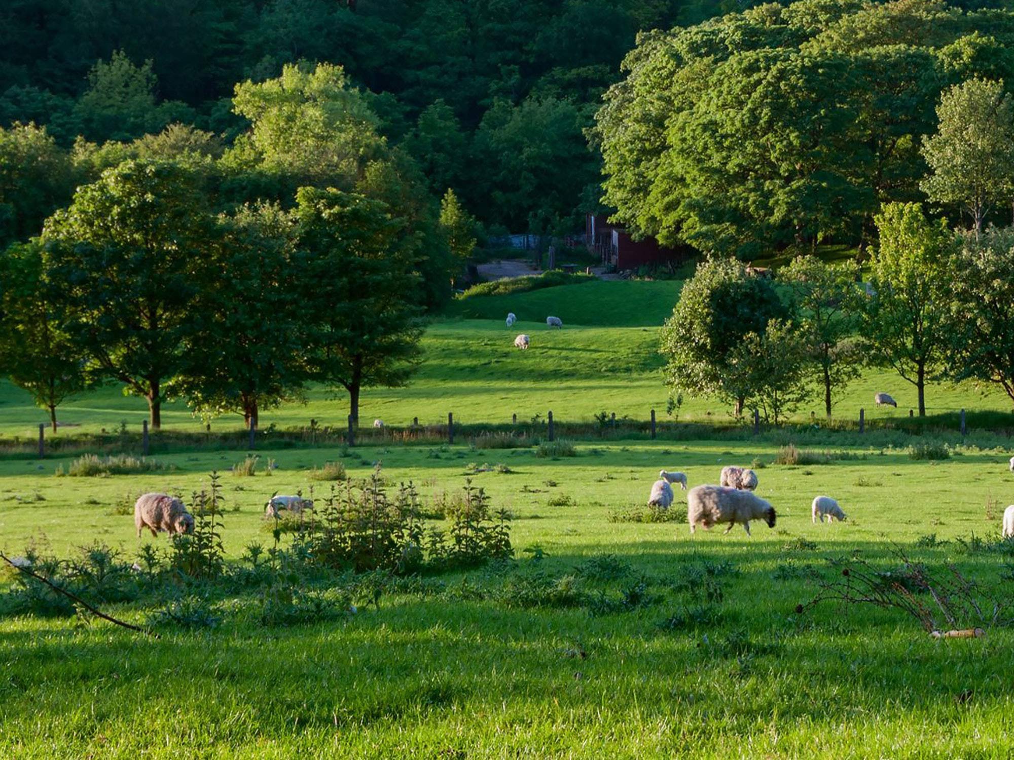 Lush farmland with a house in the background and grazing sheep