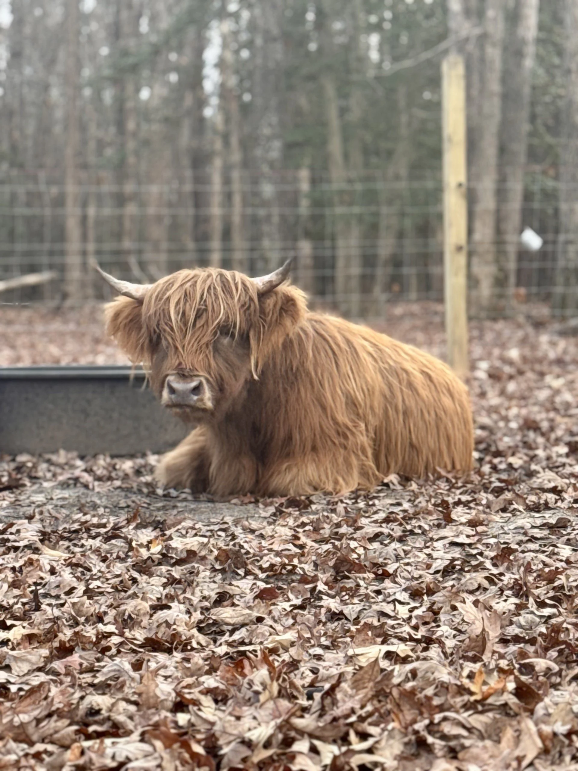 Highland Cow Experience Near Richmond, VA.jpg