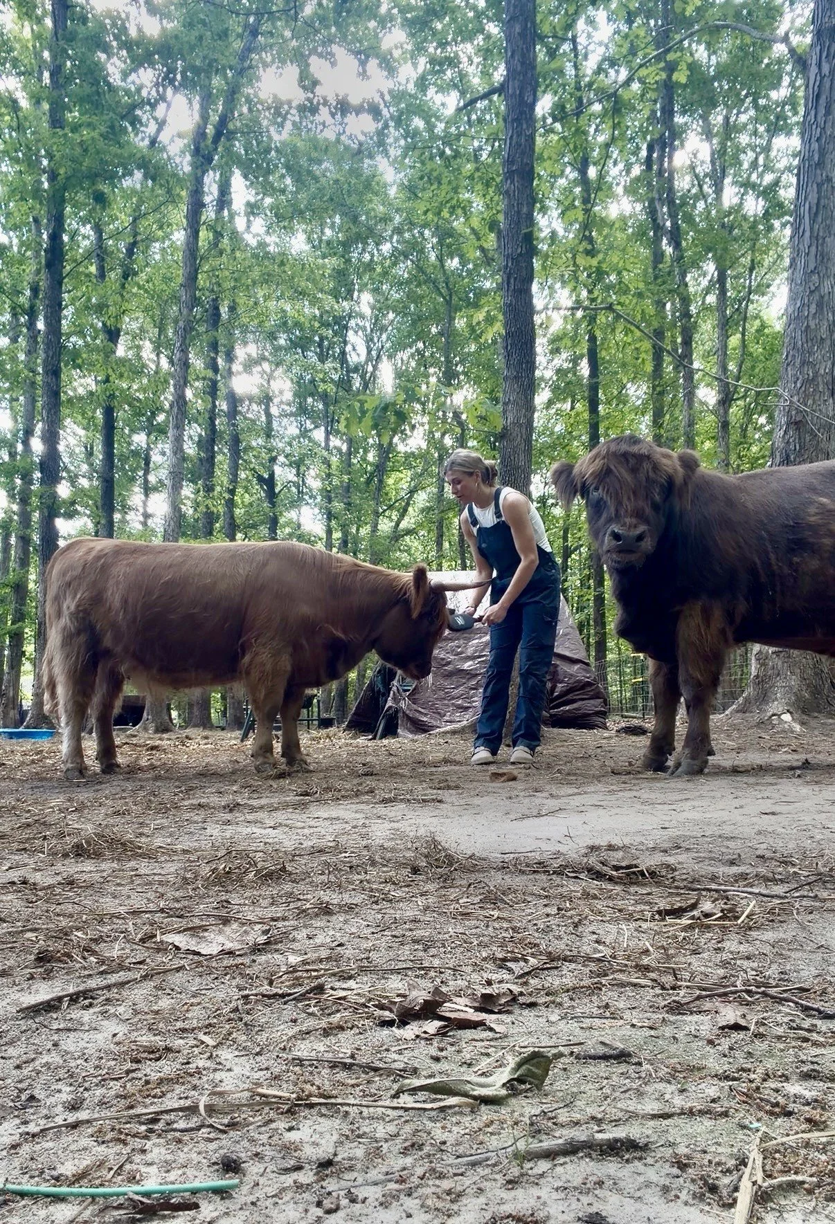 pet highland cow richmond va.jpg