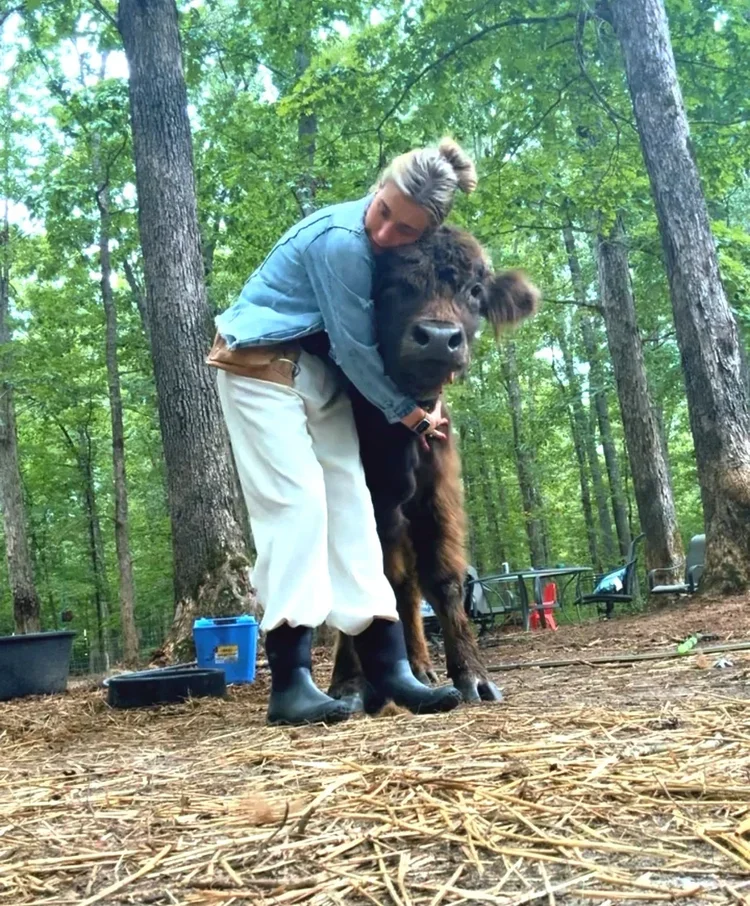 highland cow pet richmond va.webp