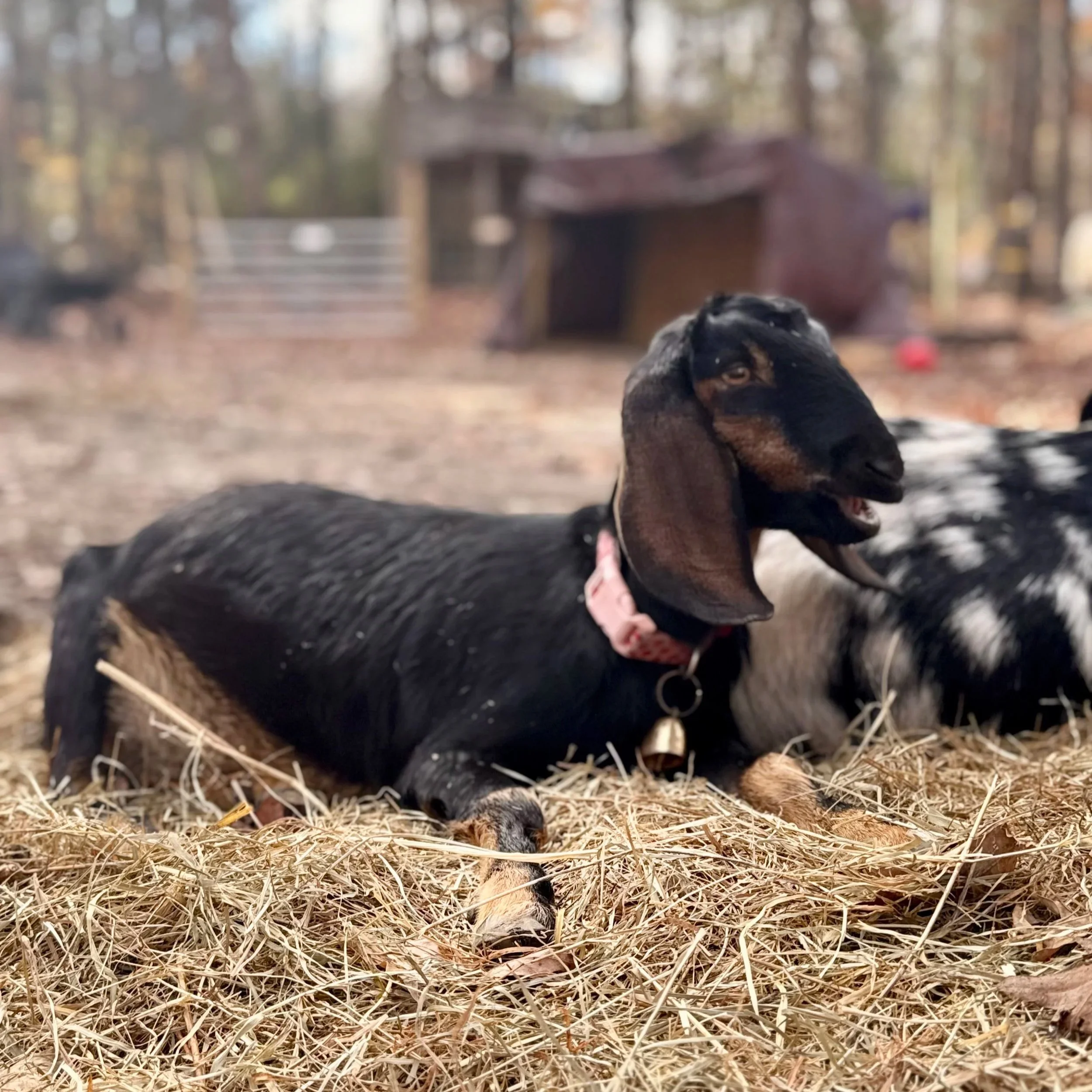 Close-up of a black and tan dog with a pink collar, lying on dry grass in a wooded area with blurry trees and structures in the background.