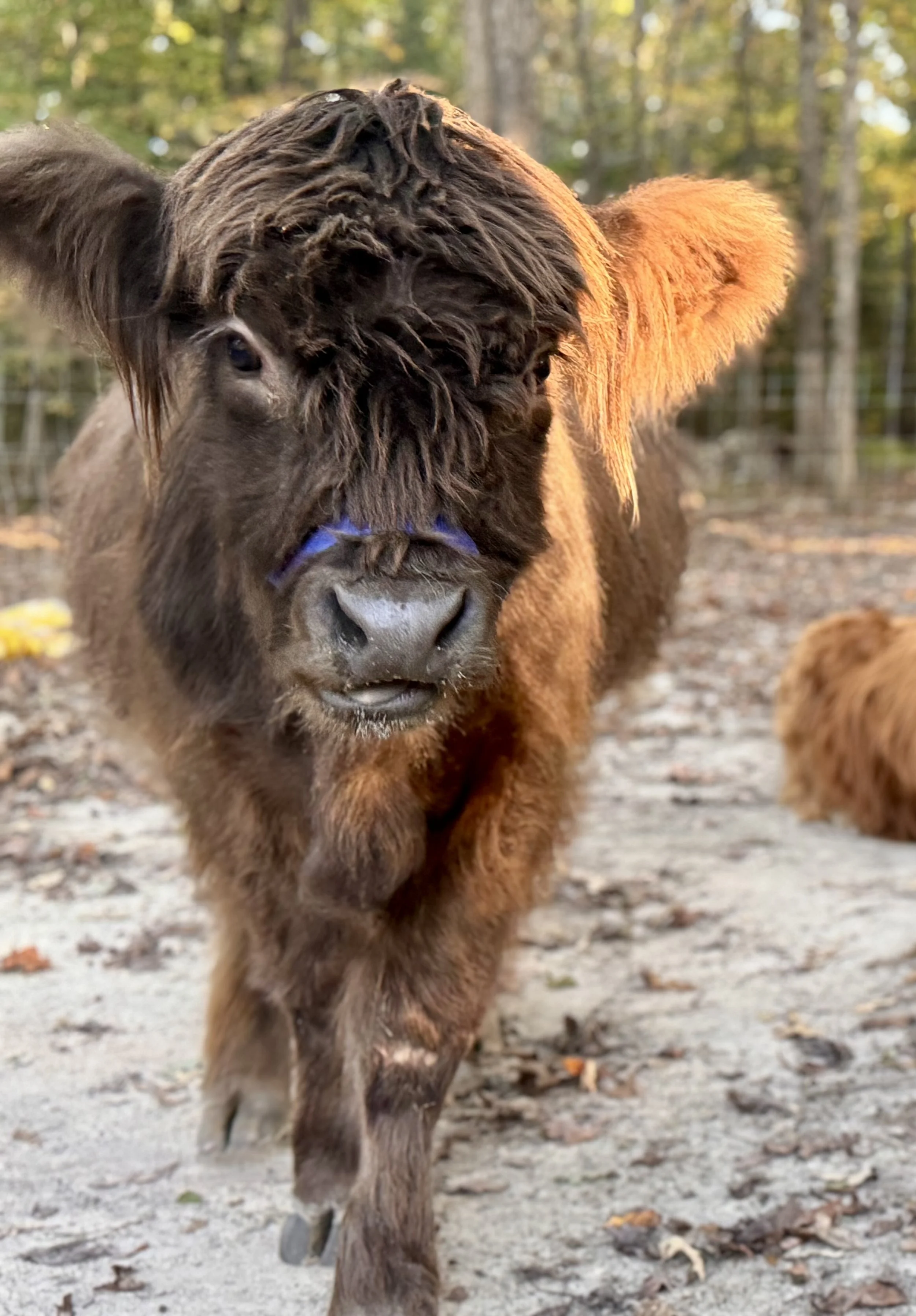 Close-up of a young bison walking outdoors, with trees and foliage in the background during autumn.