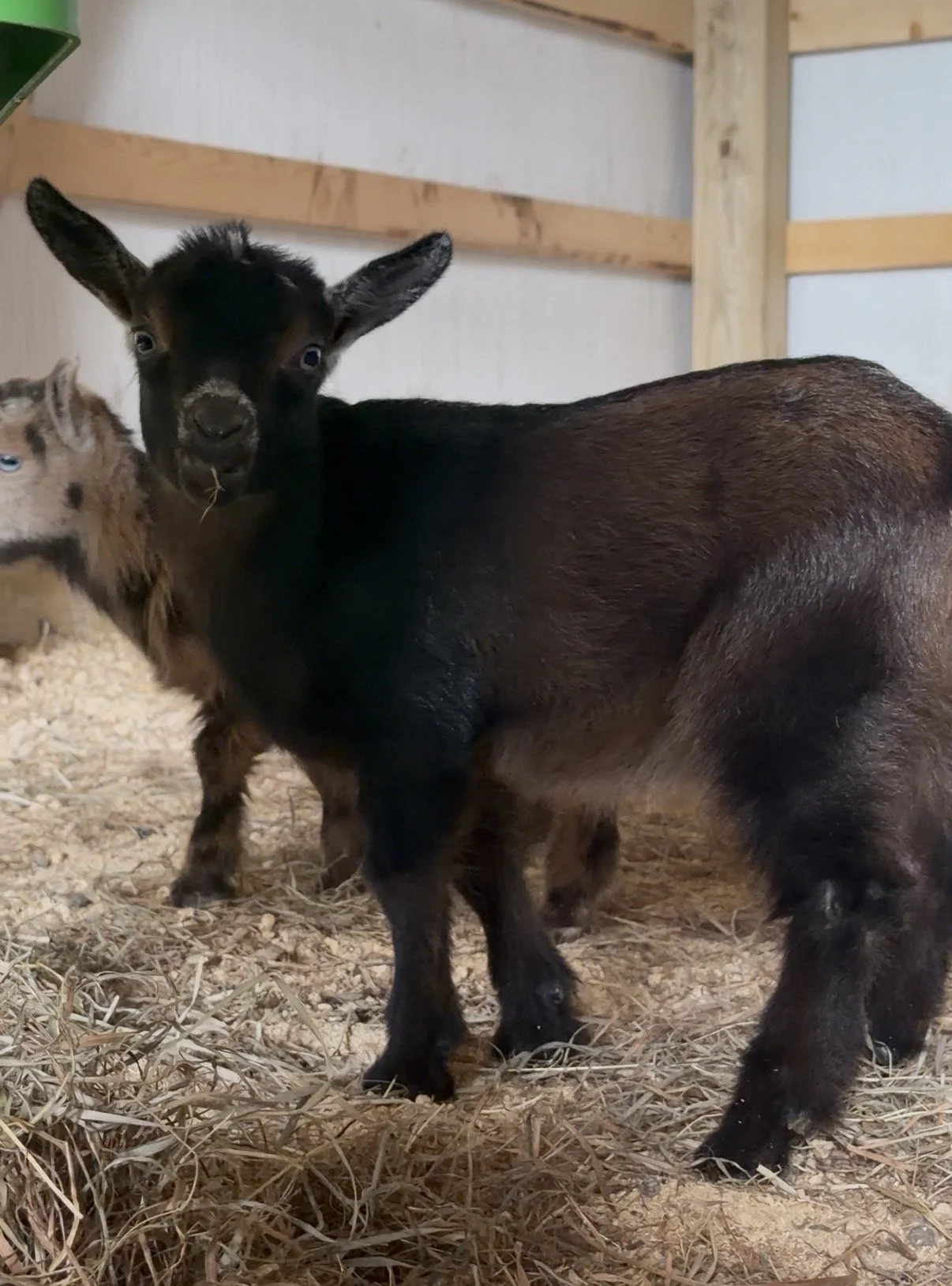 Private Farm Animal Encounters.jpg