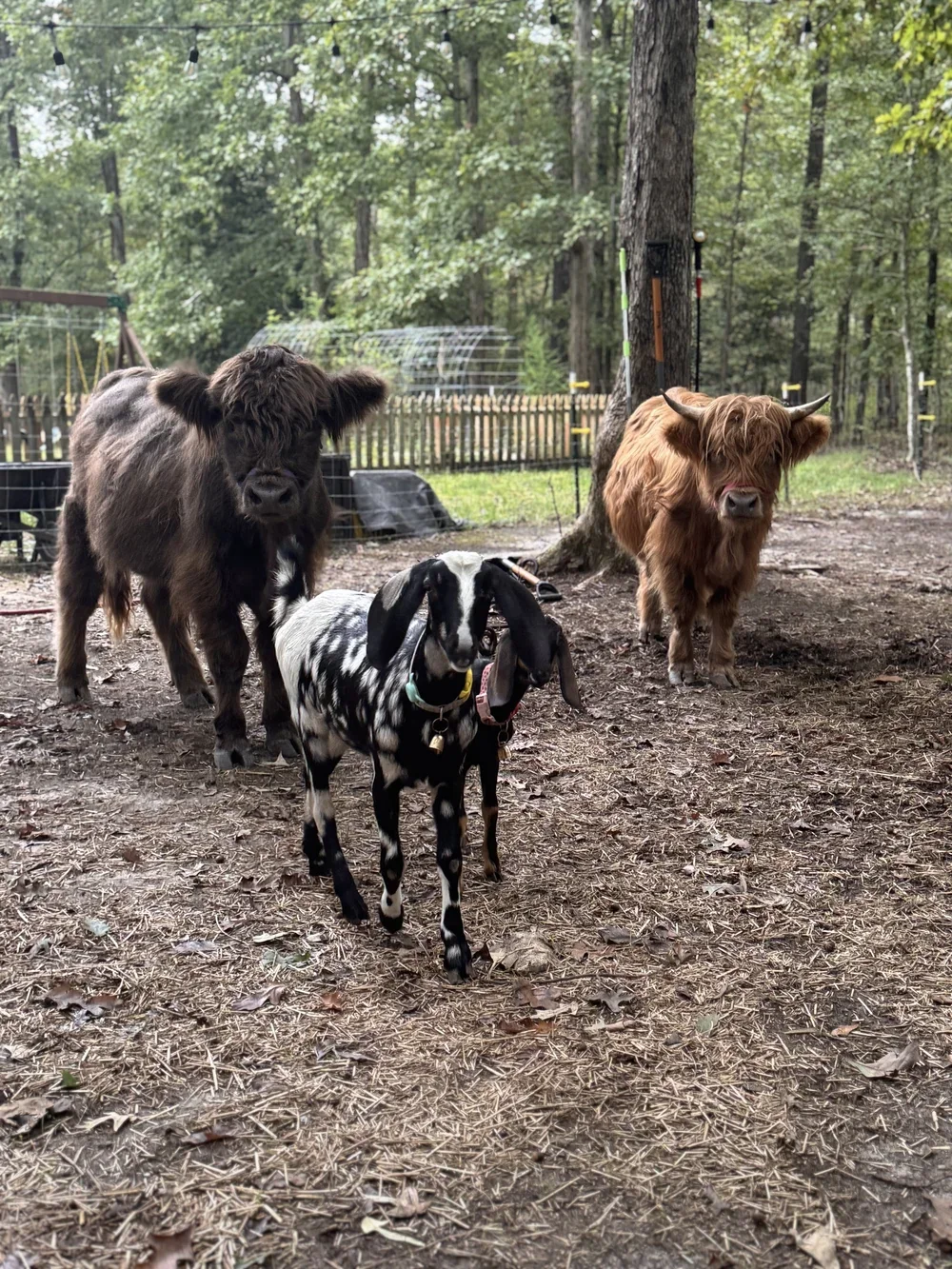 Morning on the Farm Experience (2 Hours)