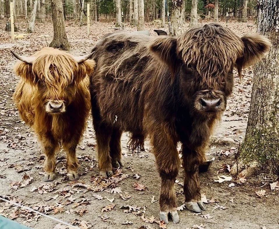 highland cow farm richmond va.jpg
