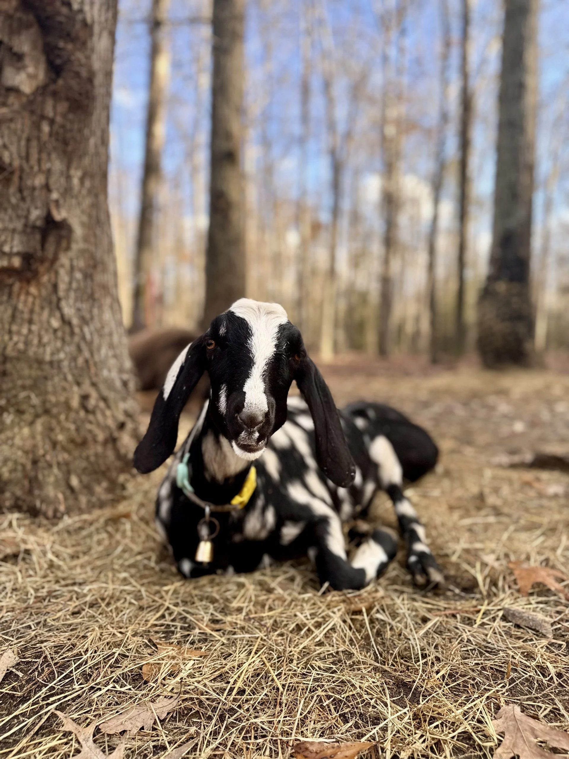 A black and white puppy with long ears lying on the ground in a wooded area with trees and dry leaves.