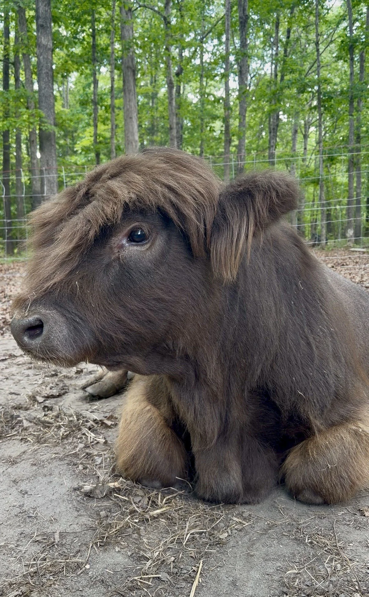 highland cow near me va.jpg
