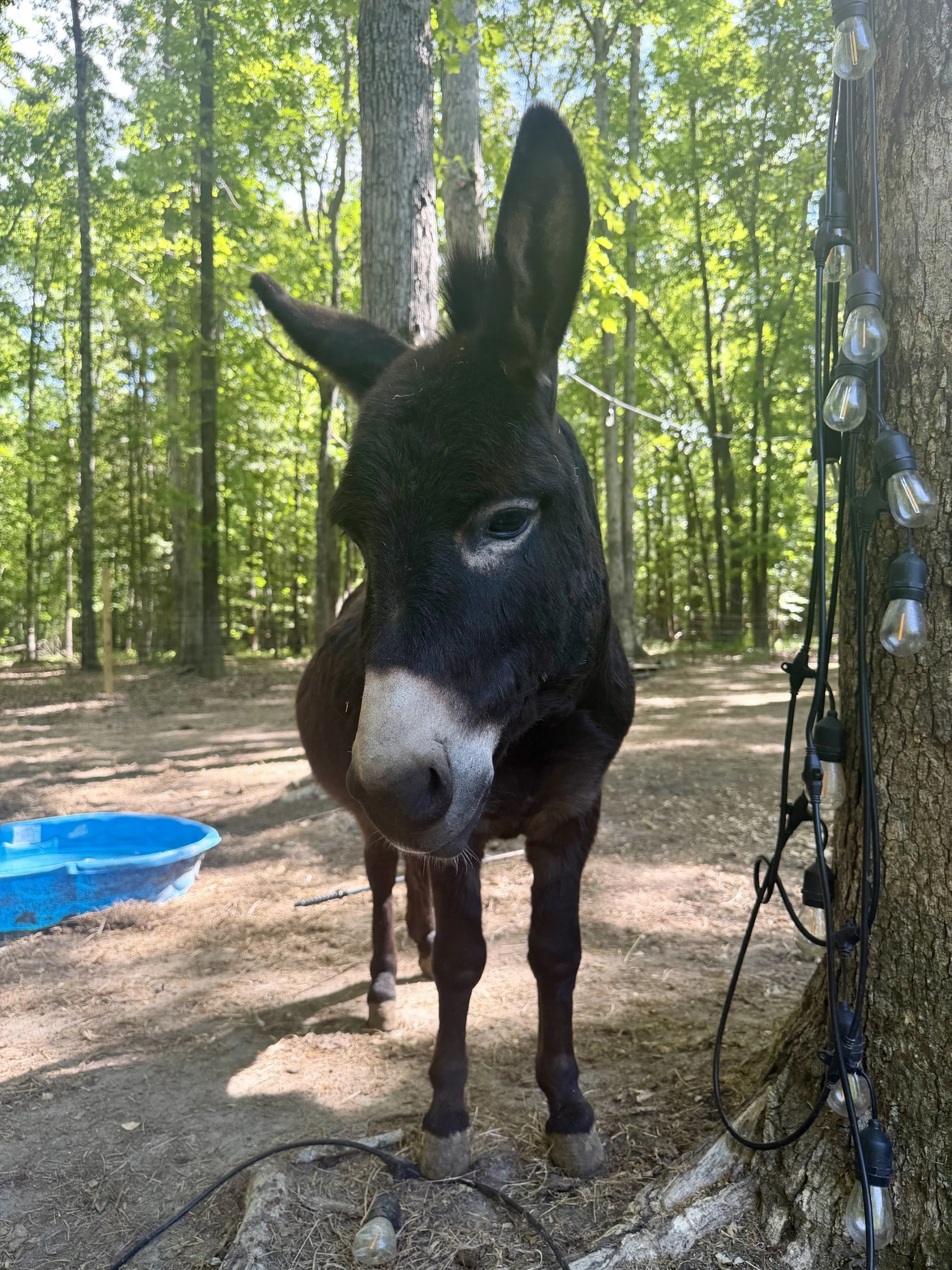 Mini Donkey Encounters in Virginia