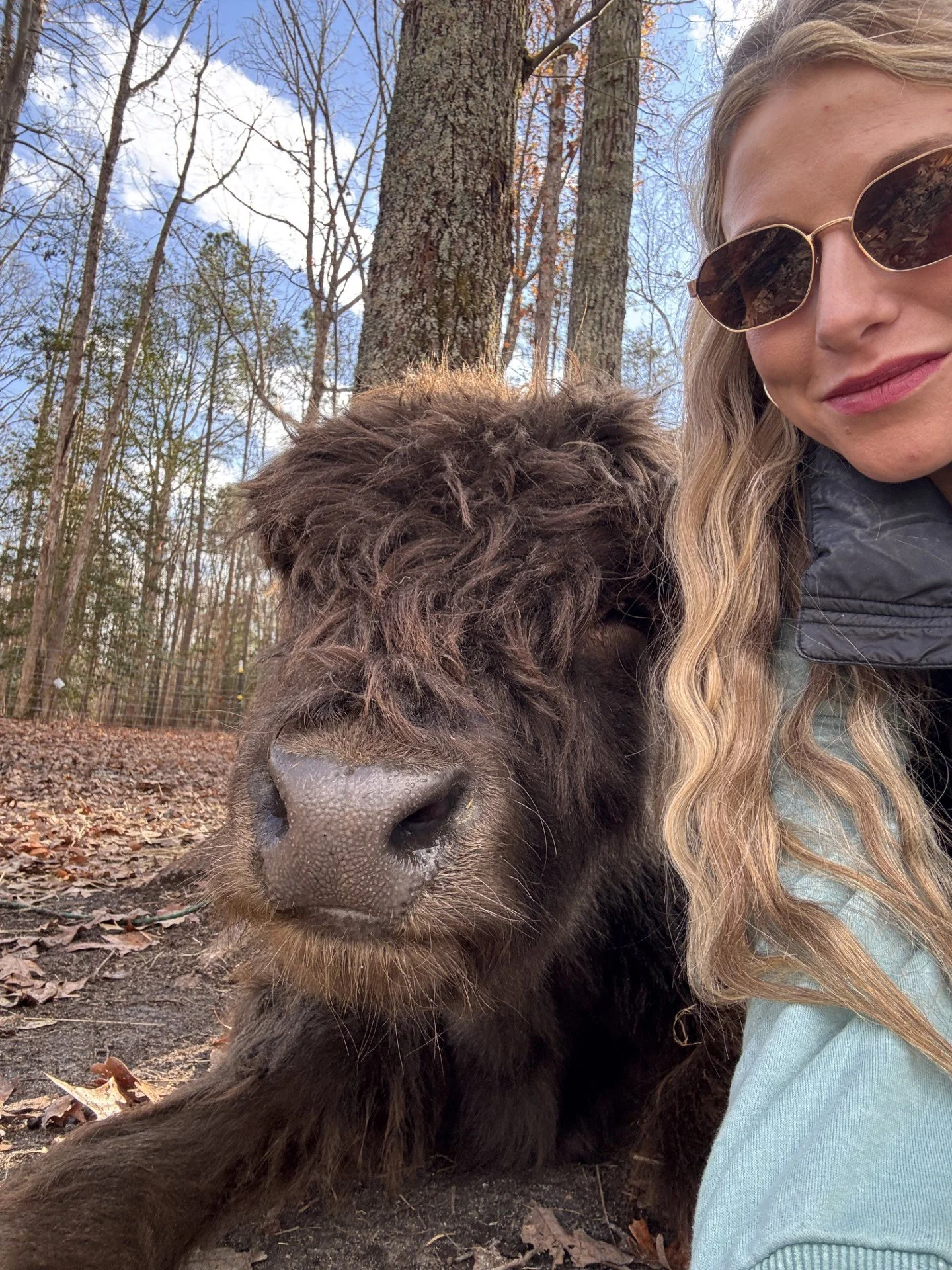 highland-cow-nearme.jpg