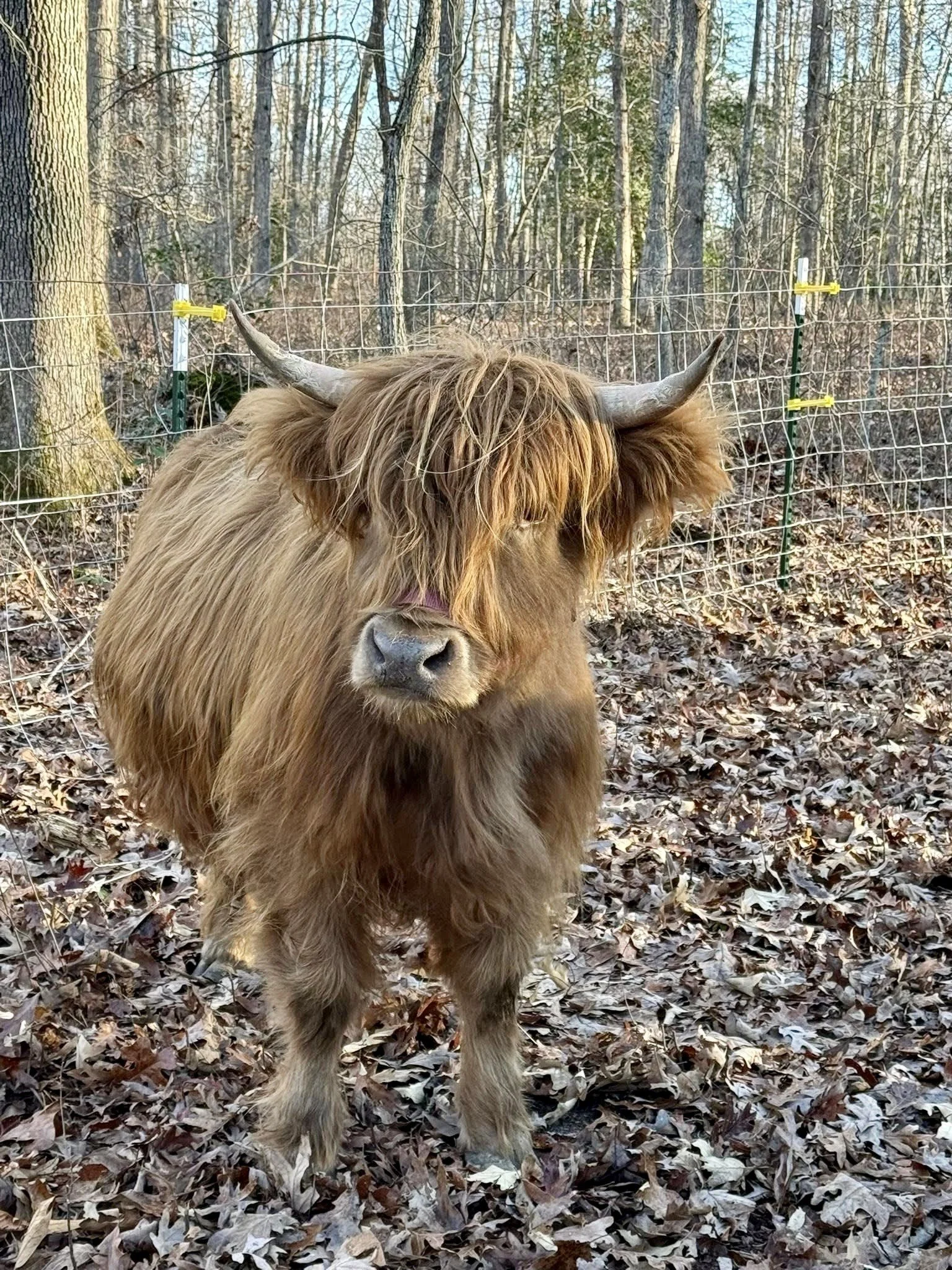 highland cow encounter near me.jpg