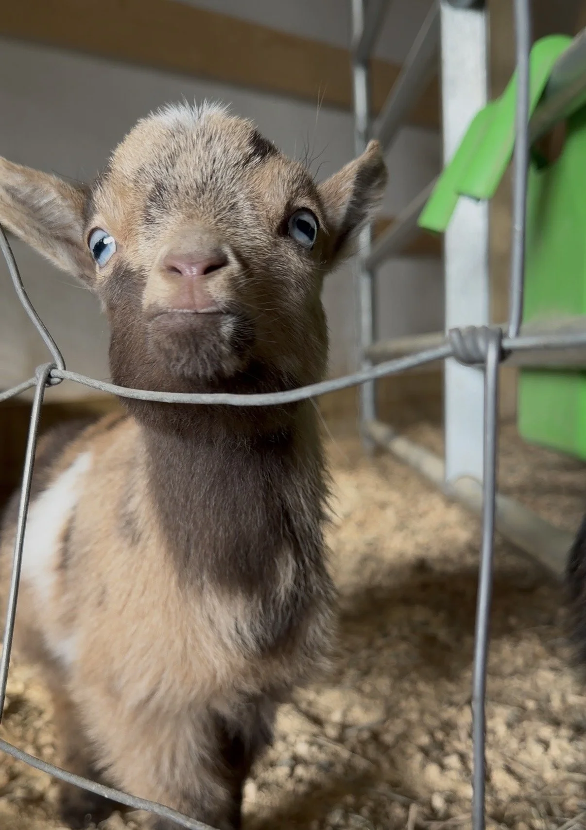 Goat Cuddling Experience in Virginia