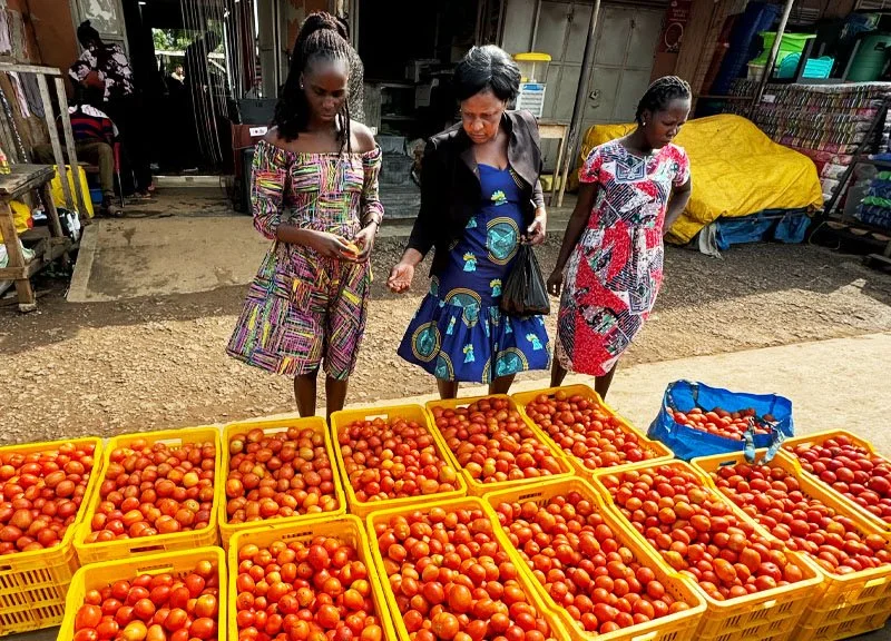 Three women shopping for tomatoes at an outdoor market, with yellow crates filled with tomatoes in front of them.