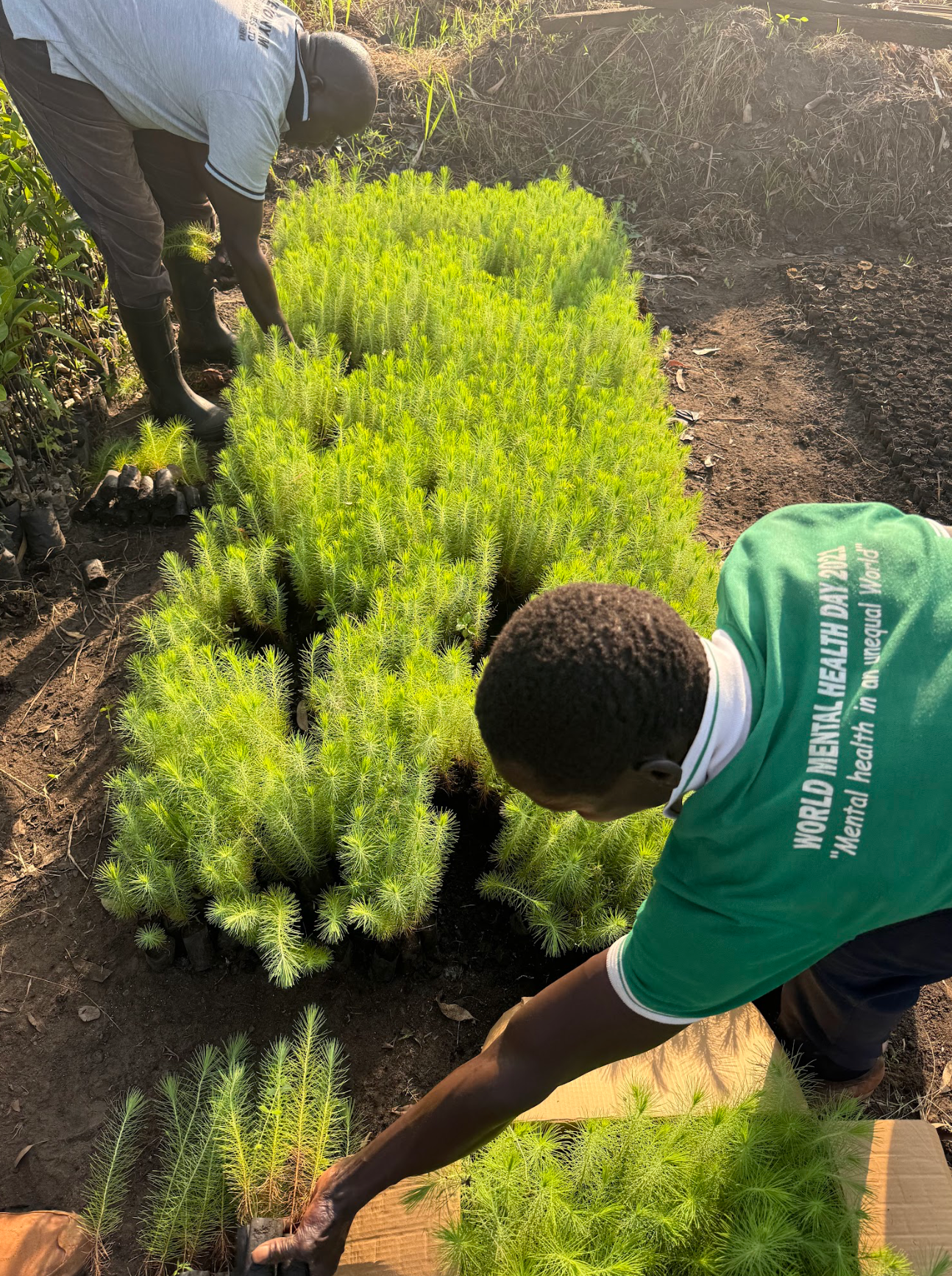 Two men planting and nurturing young pine trees in a garden during daylight, with one wearing a green shirt referencing World Mental Health Day and the other wearing a gray shirt, surrounded by soil.