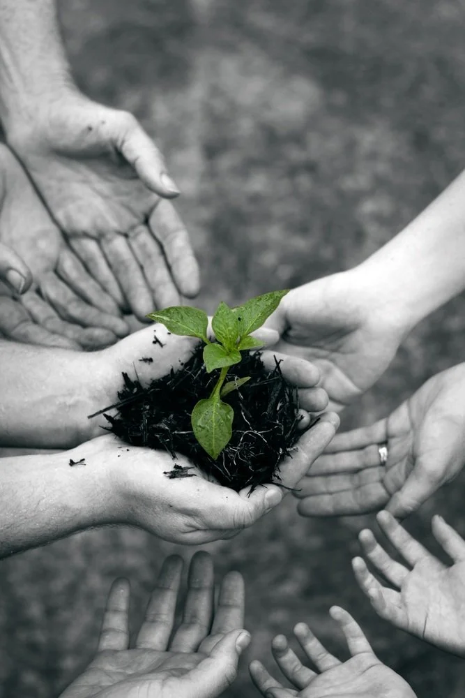 Multiple hands surrounding a young green plant planted in dark soil, symbolizing growth and environmental care.