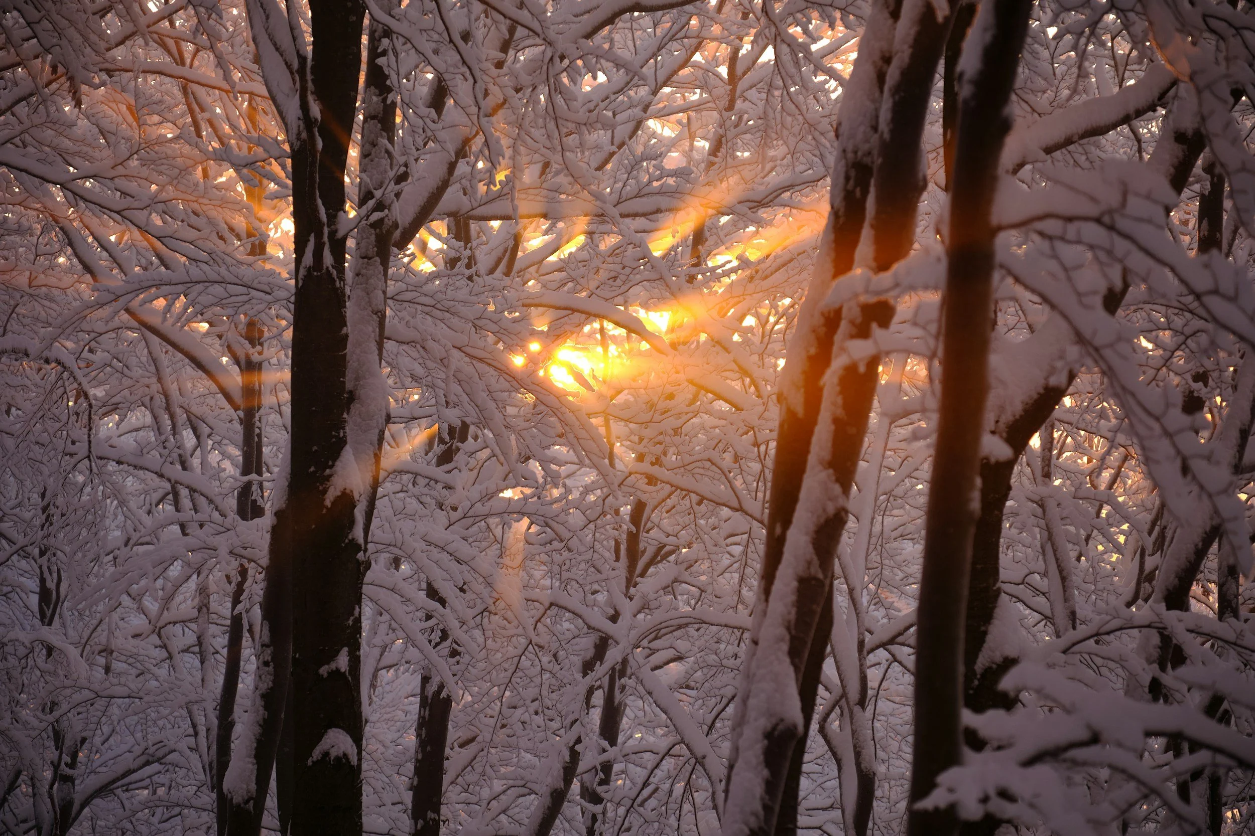 Sunset shining through snow-covered trees in a winter forest.
