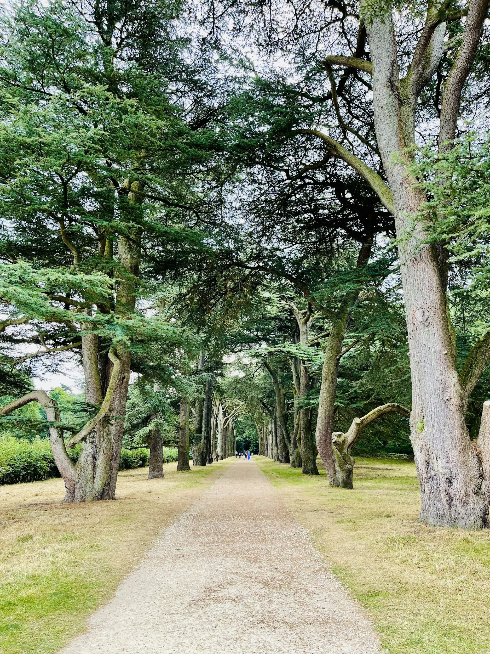A tree-lined pathway with a dirt surface, surrounded by grass and tall trees arching overhead in a park.