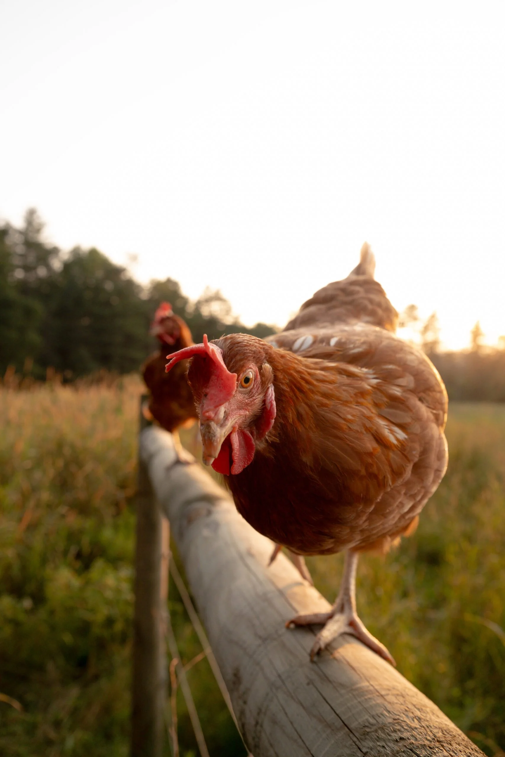 A close-up of a chicken standing on a wooden fence in a rural outdoor setting during sunset, with another chicken visible in the background.