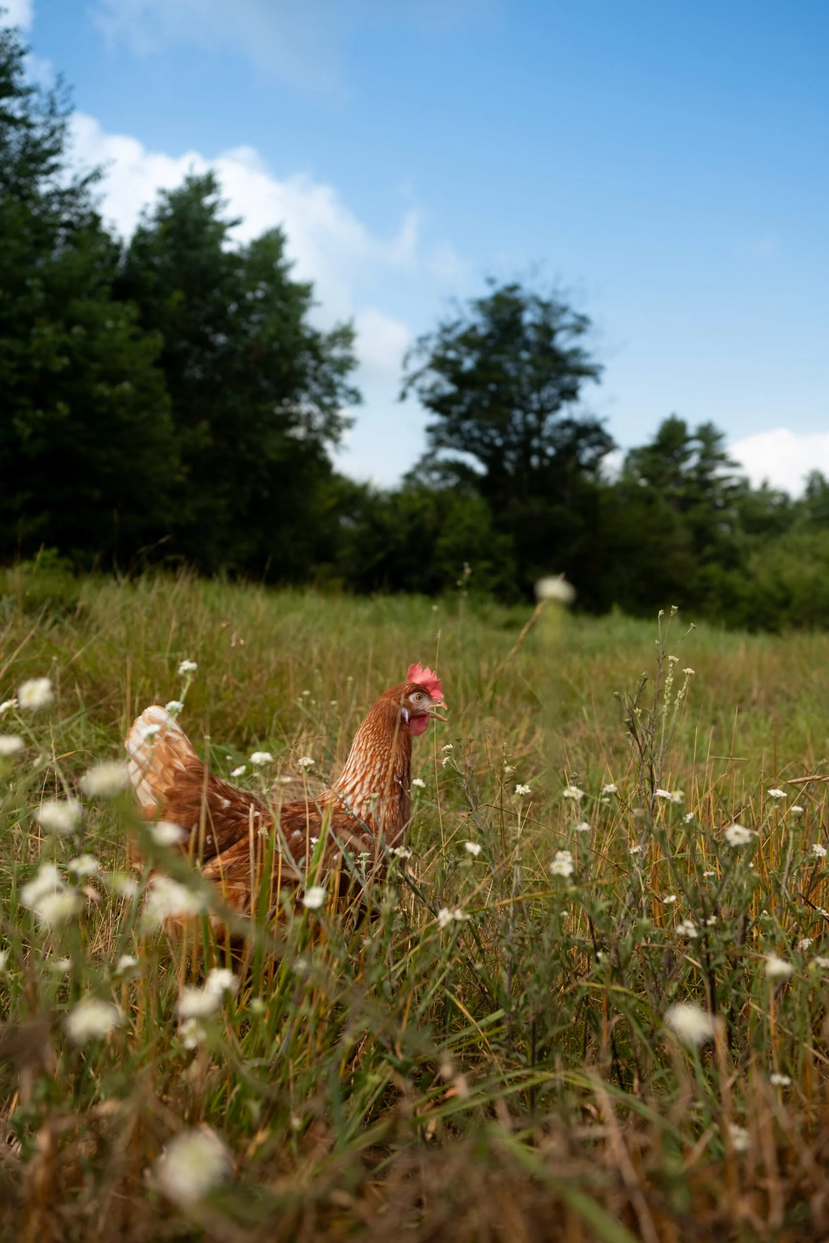 Brown hen standing in a grassy field with small white flowers, trees, and a blue sky in the background.