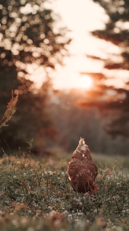 A chicken pecking at the ground in a grassy field during sunset with blurred trees and sky in the background.