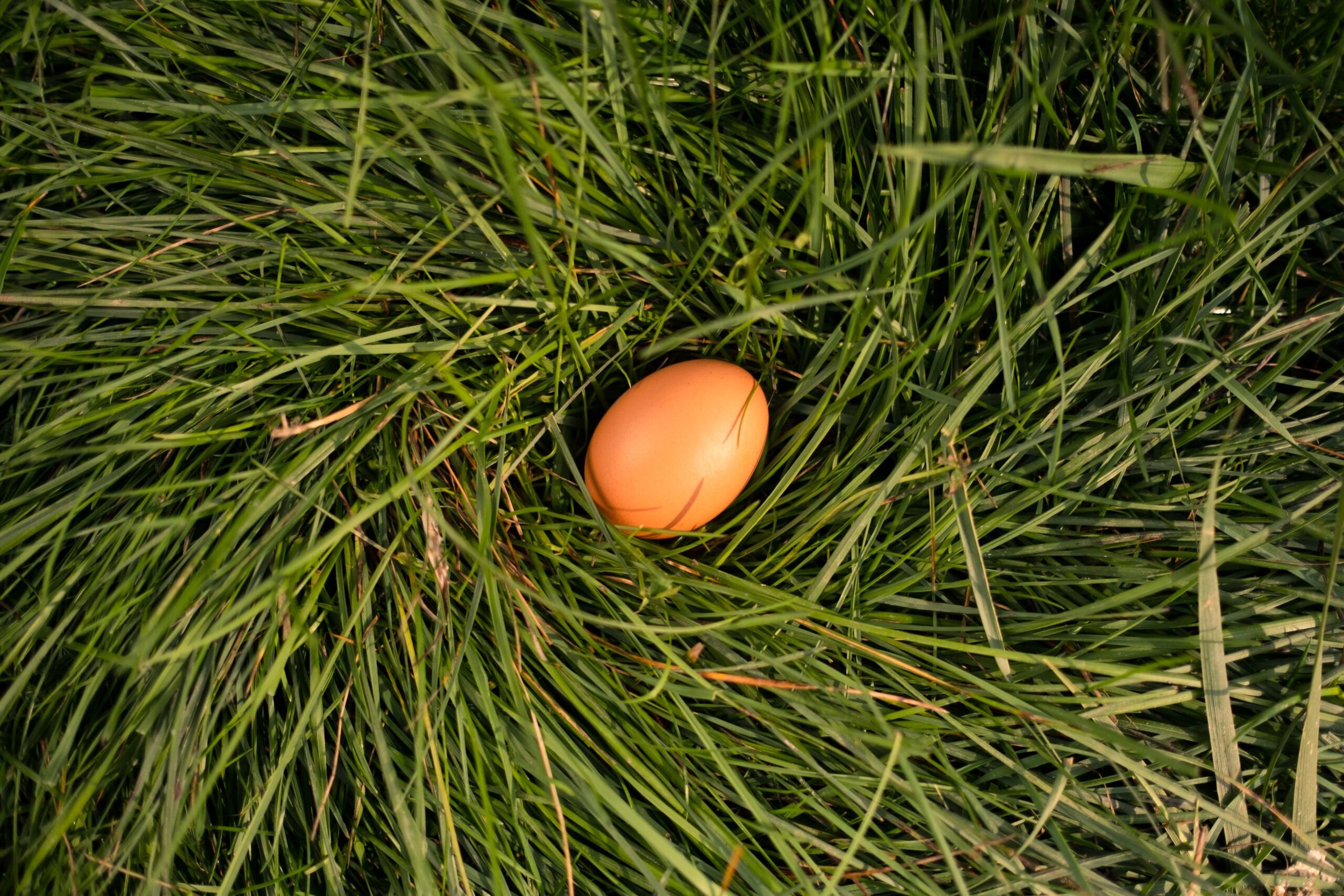 A brown egg lying in green grass.